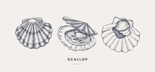 Hand-drawn Scallops In Different Foreshortening Vector Illustration. Seashells In Engraving Style On A Light Background. Seafood. The Menu Design Element Of A Fish Restaurant, Market Or Store.