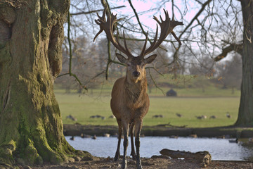 Curious Stag 