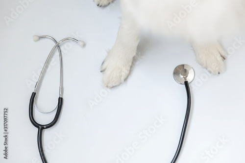 Obraz Dibond Szczeniaka psa Border collie łapy i stetoskop odizolowywający na białym tle. Mały pies w recepcji lekarza weterynarii w klinice weterynarza. Pojęcie opieki zdrowotnej i zwierząt domowych