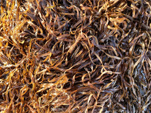 Tangled Seaweed 