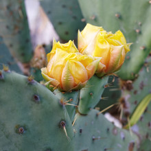 Yellow Flowers Of The Prickly Pear Cactus