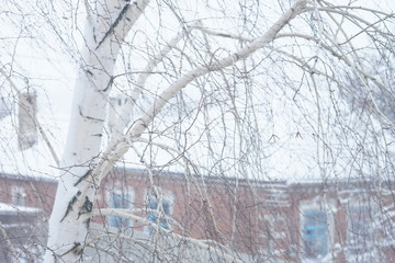 birch tree and rural house in snow