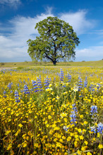 Lone Tree And Colorful Bouquet Of Spring Flowers Blossoming Off Route 58 On Shell Creek Road, West Of Bakersfield In CA