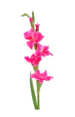 Wall Mural - Gladiolus isolated on white background. Gladiolus is the flower of August, fortieth wedding anniversary flowers. Gladioli is a great cutting flowers for display.