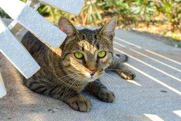 Wall Mural - Beautiful green eyed tabby sits under a bench in Split, Croatia