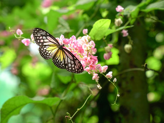 Yellow Glassy Tiger butterfly in a beautiful garden with pink flowers