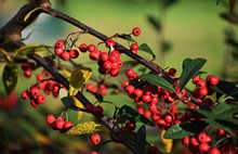 Branches With Red Berries Of Cotoneaster Frigidus. It Is A Deciduous Tree Or Shrub, A Species Of Flowering Plant In The Genus Cotoneaster Of The Family Rosaceae. 