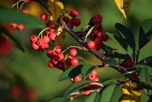Branches With Red Berries Of Cotoneaster Frigidus. It Is A Deciduous Tree Or Shrub, A Species Of Flowering Plant In The Genus Cotoneaster Of The Family Rosaceae. 