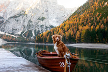 Dog In A Boat On The Lake. Nova Scotia Duck Tolling Retriever In Nature. Traveling With A Pet To Italy, Lago Di Braies