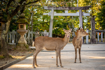 Cute Japanese deer in front of a Tori Gate, Nara park, Japan