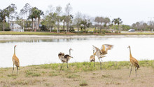 A Flock Of Sandhill Cranes Fight By A Lake.