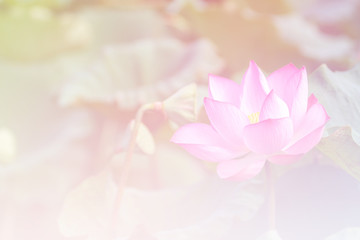 Fototapete - Pink lotus background image select focus