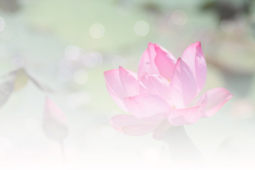 Fototapete - Pink lotus background image select focus