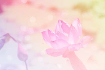 Fototapete - Pink lotus background image select focus