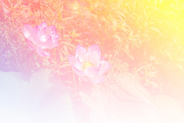 Fototapete - Pink lotus background image select focus