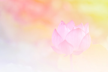 Fototapete - Pink lotus background image select focus
