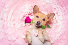 Valentines Wedding Dog In Love Wit Rose