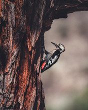 Woodpecker Perched On A Tree