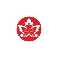Wall Mural - Vector illustration of autumn red maple leaves with white background