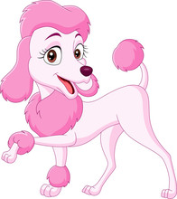 Cartoon Happy Pink Poodle Isolated On White Background