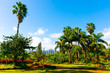 Tropical Hawaiian garden