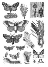 Harmful Insects Of Moths And Caterpillar Collection Vintage Illustration From Brockhaus Konversations-Lexikon 1908