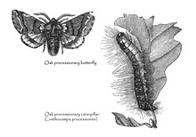 The Oak Processionary Processional Moth And Caterpillar (Thaumetopoea Processionea) Vintage Illustration From Brockhaus Konversations-Lexikon 1908