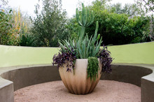 Variety Succulents And Cactus In A Pot In A Symmetric Garden In A Desert Home Decor In Phoenix Arizona