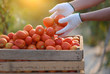 crops up farmer with fresh gathered tomatoes Tomato farm
