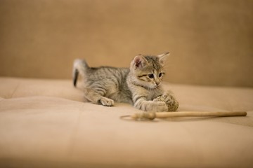 Sticker - Selective focus shot of a cute little kitten playing with a stick on the sofa