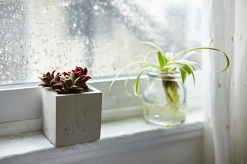 Sticker - Green houseplant in a glass jar and a Mexican rose plant in a concrete flowerpot on a window sill