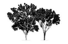 Trees Silhouette. High Contrast Style : Vector 