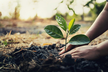 Wall Mural - planting tree in garden. concept save world green earth