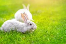 Pair Of Cute Adorable Fluffy Rabbits Grazing On Green Grass Lawn At Backyard. Small Sweet Bunny Walking By Meadow In Green Garden On Bright Sunny Day. Easter Nature And Animal Bokeh Background