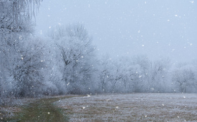 Frosted nature a winters day