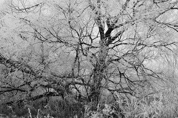  Abstract photo of a tree in winter