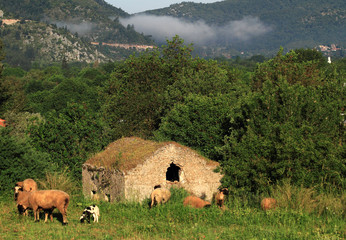 Wall Mural - cows on a pasture