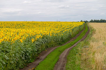 Papier Peint - The country road along the yellow sunflower's field. Summer landscape: beautiful field yellow sunflowers.