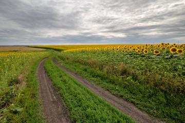 Fotobehang - The country road through the yellow sunflower's field. Summer landscape: beautiful field yellow sunflowers.