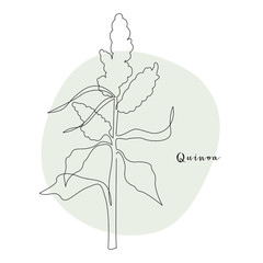 Continuous line quinoa, grain crop. Vector line art. Perfect for logo, packaging design, icon, branding, cafe menu, flyer