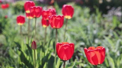 Wall Mural - Footage of beautiful colorful red tulip flowers bloom in spring garden.Decorative flower blossom in springtime.Beauty of,vibrant colors