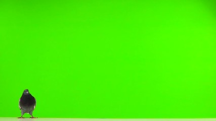 Poster - A flying pigeon on a green screen. Slow motion.