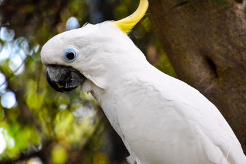 Wall Mural - Colored Tropical Parrot