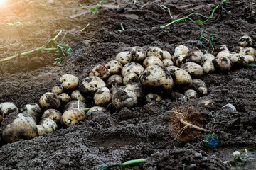 Wall Mural - Harvesting fresh organic potatoes in the fields, raw potatoes.