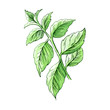 Watercolor mint. Hand drawn illustration of the fresh mint leaves.  Isolated on white background.