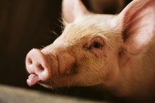 A Portrait Of A Funny Pig On A Farm That Stuck Its Tongue Out