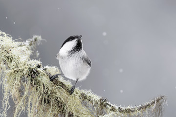 Wall Mural - Marsh tit under snowflakes (Poecile palustris)