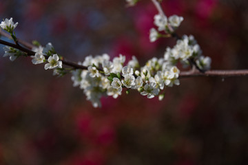 Wall Mural - Blooming white sakura flower springtime nature background