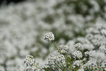 Poster - Close up of Sweet Alyssum or Alyssum Maritimum white flowers