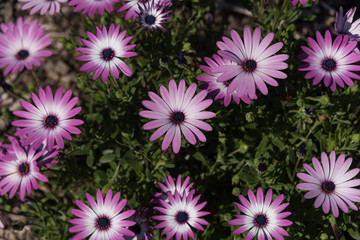 Sticker - Pericallis Senetti purple flowers in the garden